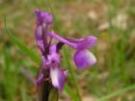 Anacamptis morio ssp. champagneuxii